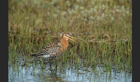 Uferschnepfe (Limosa limosa)