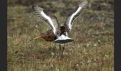 Uferschnepfe (Limosa limosa)