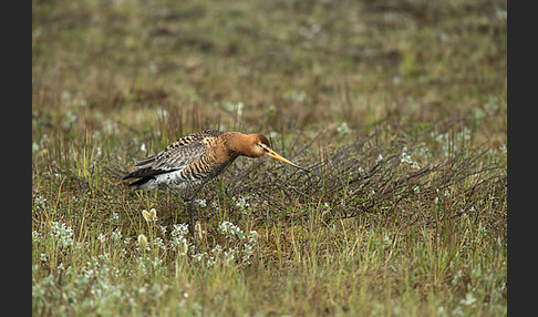 Uferschnepfe (Limosa limosa)