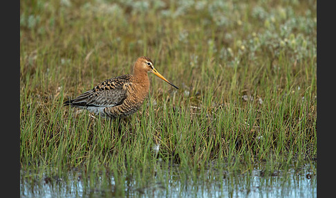 Uferschnepfe (Limosa limosa)