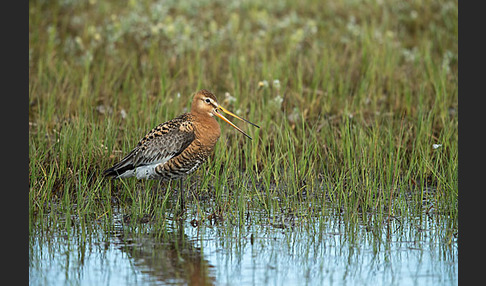 Uferschnepfe (Limosa limosa)