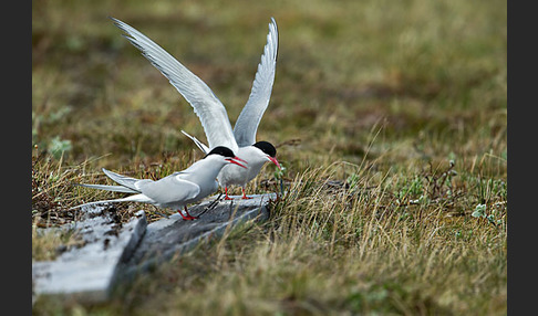 Küstenseeschwalbe (Sterna paradisaea)