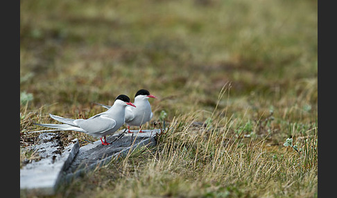 Küstenseeschwalbe (Sterna paradisaea)