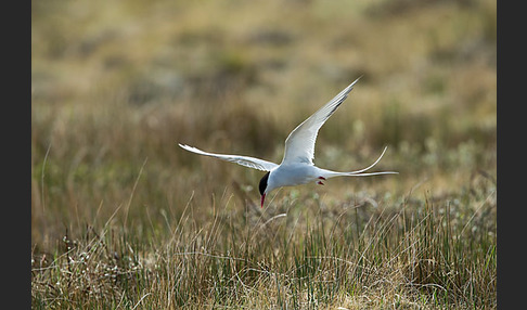 Küstenseeschwalbe (Sterna paradisaea)