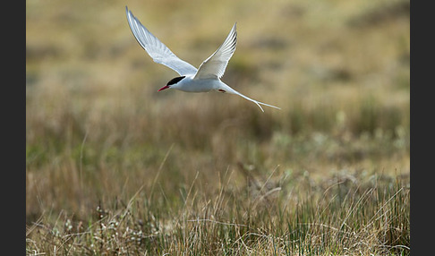 Küstenseeschwalbe (Sterna paradisaea)