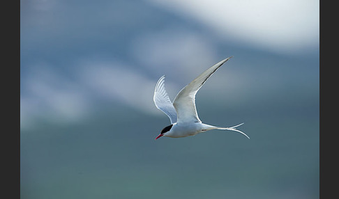 Küstenseeschwalbe (Sterna paradisaea)