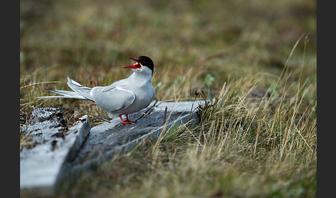 Küstenseeschwalbe (Sterna paradisaea)