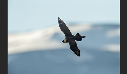 Schmarotzerraubmöwe (Stercorarius parasiticus)