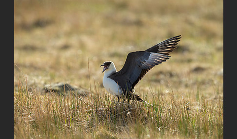 Schmarotzerraubmöwe (Stercorarius parasiticus)