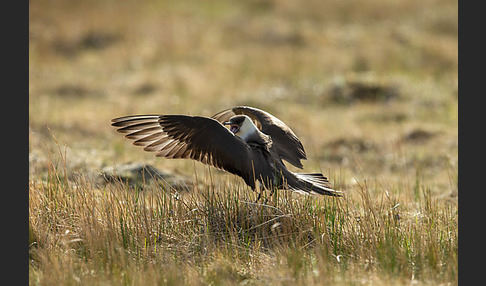 Schmarotzerraubmöwe (Stercorarius parasiticus)