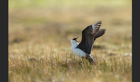 Schmarotzerraubmöwe (Stercorarius parasiticus)