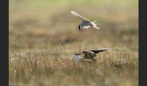 Schmarotzerraubmöwe (Stercorarius parasiticus)