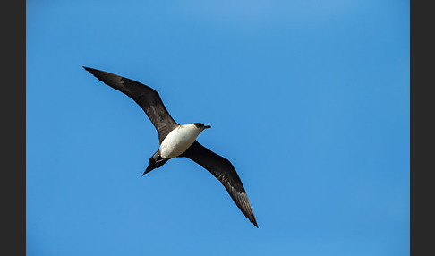 Schmarotzerraubmöwe (Stercorarius parasiticus)