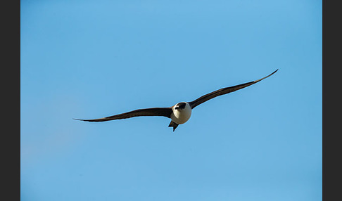 Schmarotzerraubmöwe (Stercorarius parasiticus)