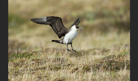 Schmarotzerraubmöwe (Stercorarius parasiticus)