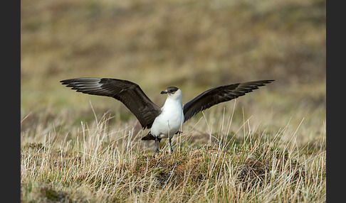 Schmarotzerraubmöwe (Stercorarius parasiticus)