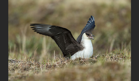 Schmarotzerraubmöwe (Stercorarius parasiticus)