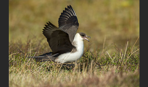 Schmarotzerraubmöwe (Stercorarius parasiticus)