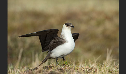 Schmarotzerraubmöwe (Stercorarius parasiticus)