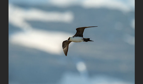 Schmarotzerraubmöwe (Stercorarius parasiticus)