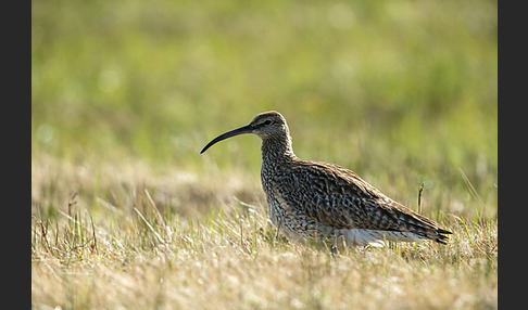 Regenbrachvogel (Numenius phaeopus)