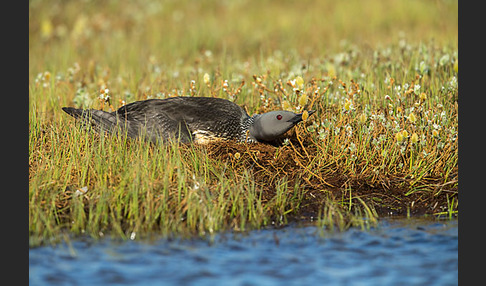 Sterntaucher (Gavia stellata)