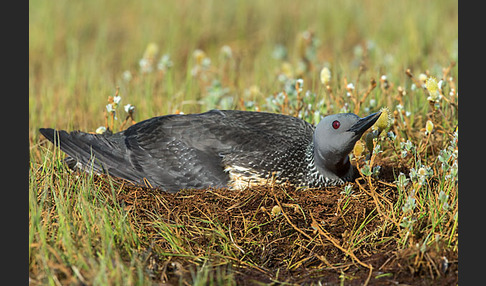 Sterntaucher (Gavia stellata)