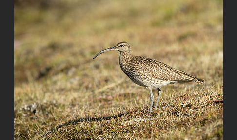 Regenbrachvogel (Numenius phaeopus)