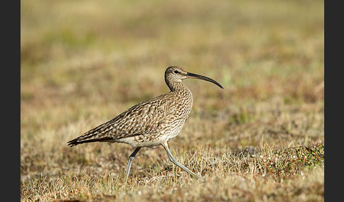 Regenbrachvogel (Numenius phaeopus)