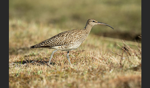 Regenbrachvogel (Numenius phaeopus)