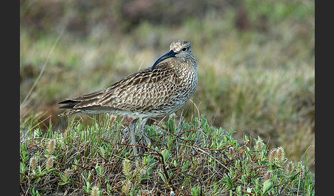 Regenbrachvogel (Numenius phaeopus)