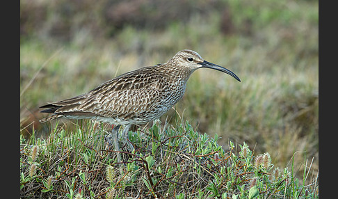 Regenbrachvogel (Numenius phaeopus)