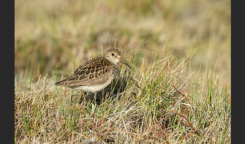 Meerstrandläufer (Calidris maritima)