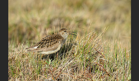 Meerstrandläufer (Calidris maritima)