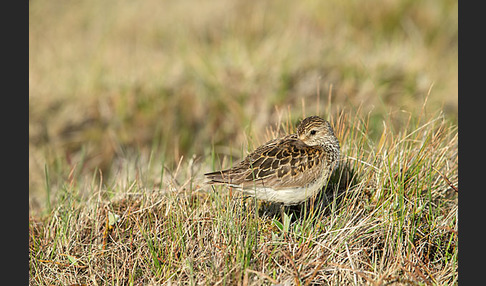 Meerstrandläufer (Calidris maritima)