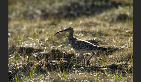 Regenbrachvogel (Numenius phaeopus)