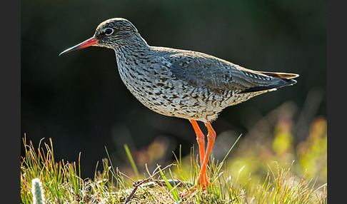 Rotschenkel (Tringa totanus)