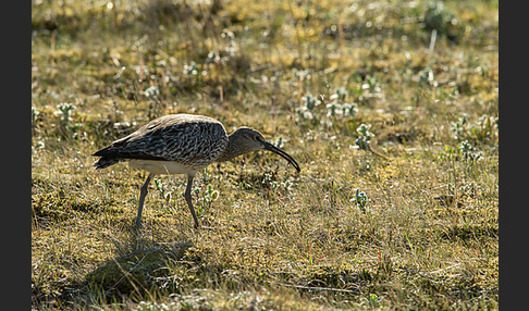 Regenbrachvogel (Numenius phaeopus)