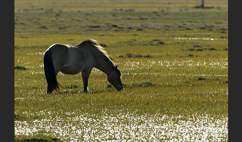 Islandpony (Equus caballus sspec. 1)