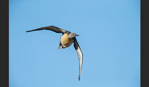 Sterntaucher (Gavia stellata)