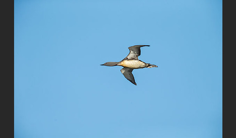 Sterntaucher (Gavia stellata)