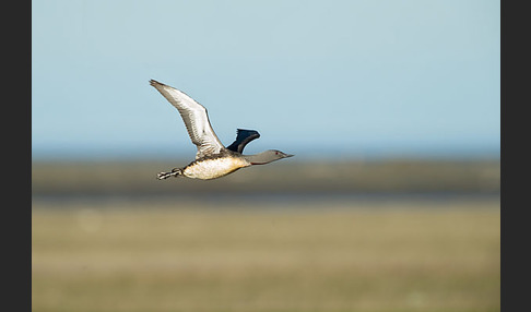 Sterntaucher (Gavia stellata)