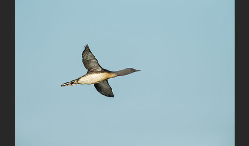 Sterntaucher (Gavia stellata)