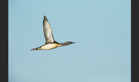 Sterntaucher (Gavia stellata)