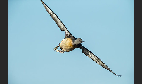 Sterntaucher (Gavia stellata)