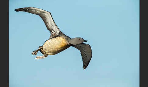 Sterntaucher (Gavia stellata)