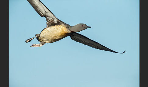 Sterntaucher (Gavia stellata)