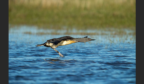 Sterntaucher (Gavia stellata)