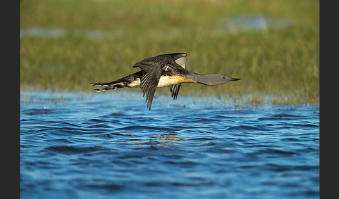 Sterntaucher (Gavia stellata)