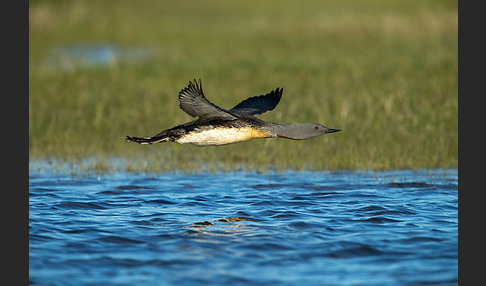 Sterntaucher (Gavia stellata)